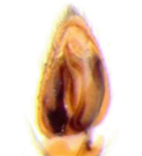 speciesimage