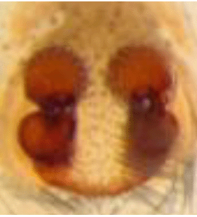 speciesimage