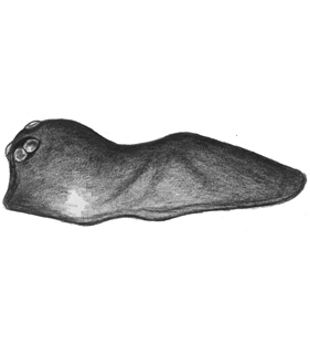 species