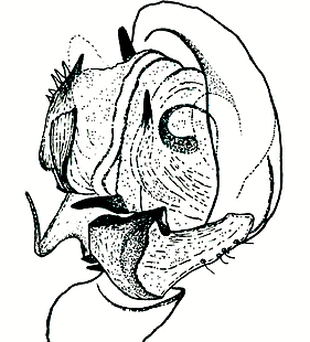 speciesimage