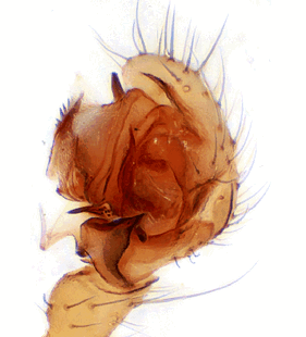 speciesimage