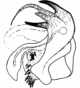 speciesimage