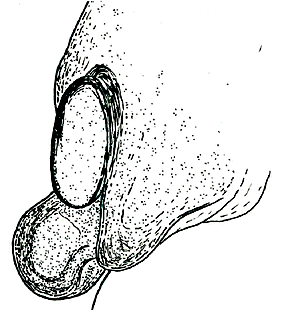 speciesimage
