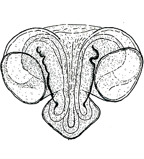 speciesimage