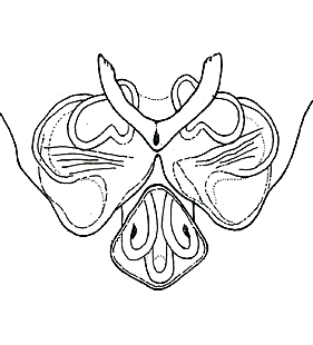 speciesimage