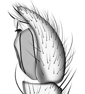 species