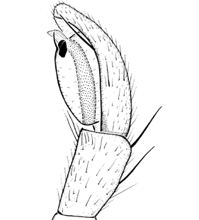 species