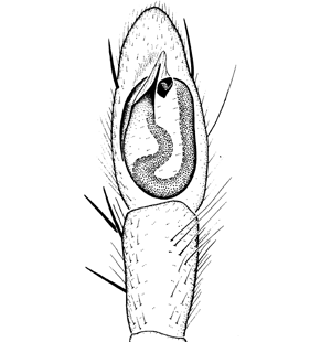 species