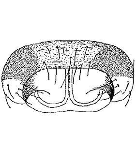species
