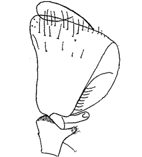 species