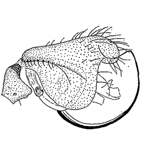 species