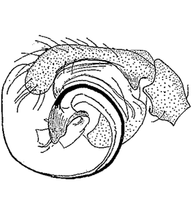 species