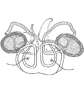 species