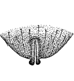 speciesimage