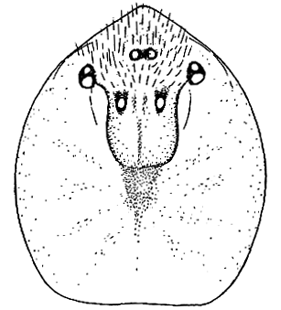 speciesimage