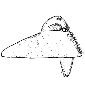 speciesimage