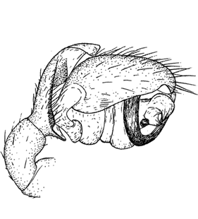 speciesimage