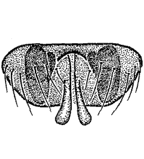 speciesimage