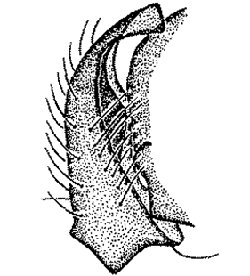speciesimage