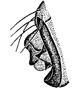 speciesimage