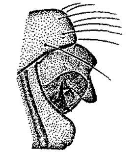 speciesimage