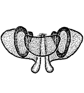 speciesimage