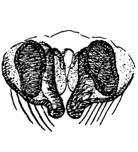 speciesimage
