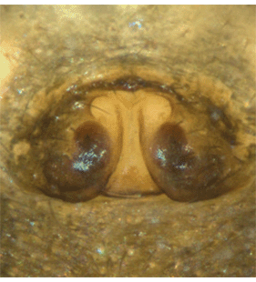species
