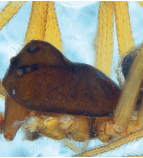 species