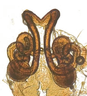 species