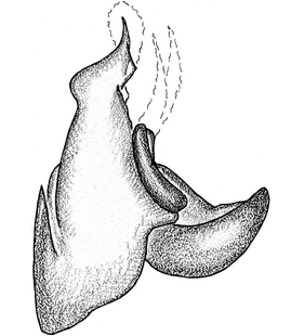 species