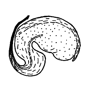 species