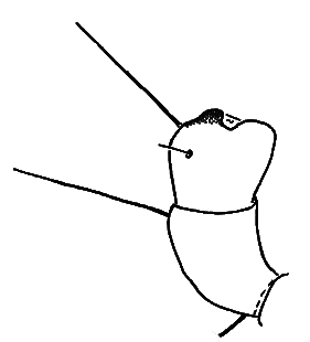 species