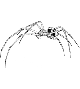 species