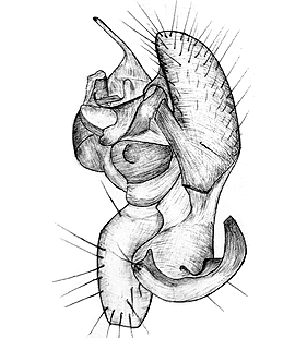 species