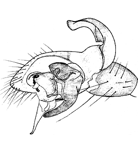 species