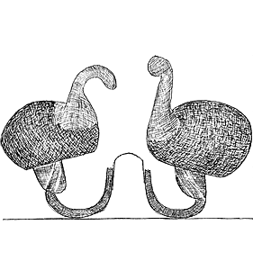 species