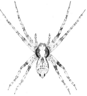 species