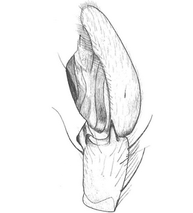 species