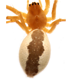 species
