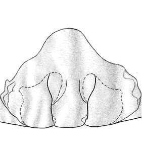 species