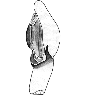 species