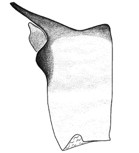 species