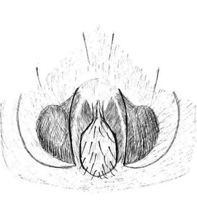 species