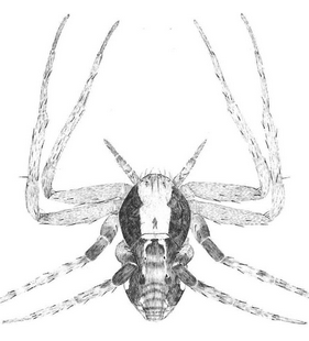 species