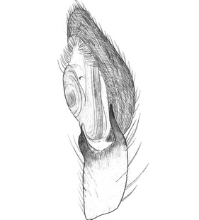 species