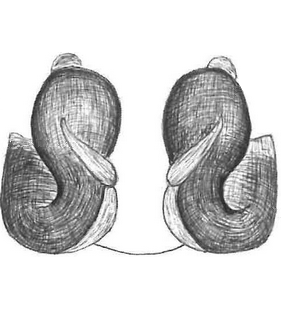 species