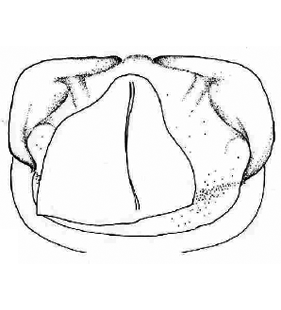speciesimage