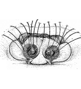 species