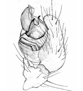 species